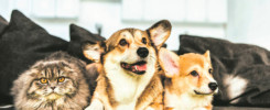 Regras-para-animais-no-condomínio-evolution-administradora-de-condominios