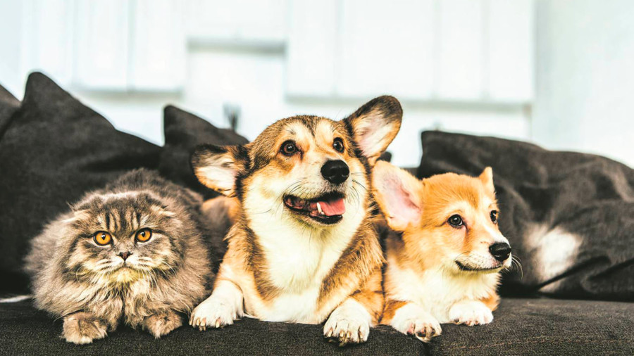 Regras-para-animais-no-condomínio-evolution-administradora-de-condominios